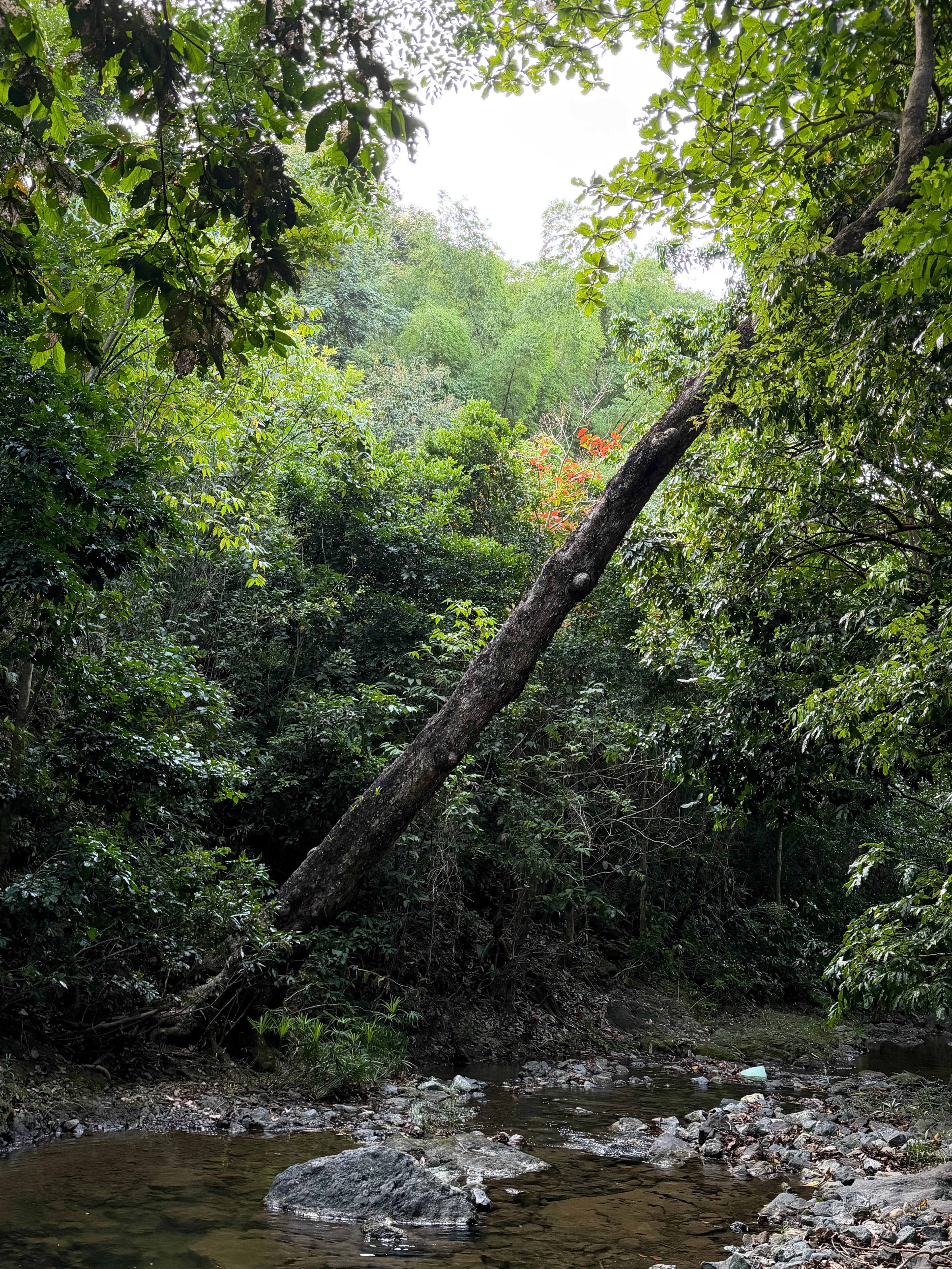 Salto el Pilar